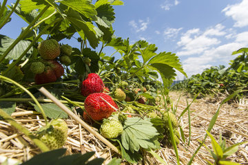 Erdbeerfeld in der Ortenau