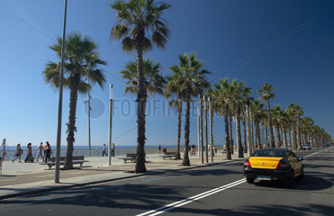 Barcelona  Spanien  die Strandpromenade von Barceloneta mit Palmenreihen