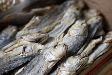 Hongkong  China  getrocknete Fische bei einem Fischhaendler in Sham Shui Po