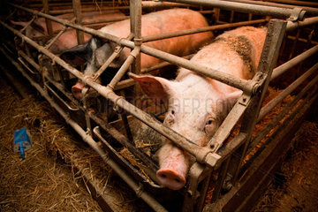 Riedlingen  Deutschland  Schweine im Stall unter einer Waermelampe