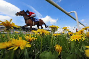 Hannover  Deutschland  Pferd und Jockey waehrend eines Galopprennens hinter bluehendem Loewenzahn