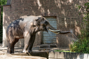 Berlin  Deutschland  Elefantenbulle im Zoo Berlin