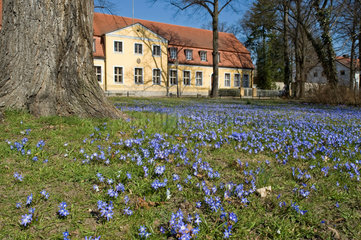 Berlin  Deutschland  Blumenwiese am historischen Dorfkern Alt-Lankwitz