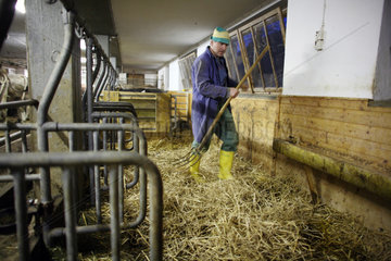 Jerzens  Oesterreich  Landwirt streut die Staende der Kuehe mit Stroh ein