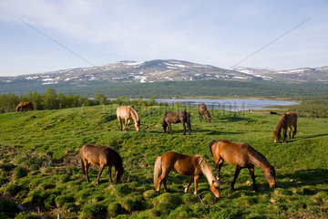 Trondheim  Norwegen  Pferde grasen auf einer Wiese
