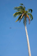Phuket  Thailand  Kokospalmen wachsen auf der Insel Phuket