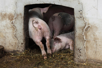 Prangendorf  Deutschland  Biofleischproduktion  Hausschwein scheuert sich am Eingang zum Stall