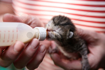 Berlin  Deutschland  eine neugeborene Katze wird mit der Flasche aufgezogen
