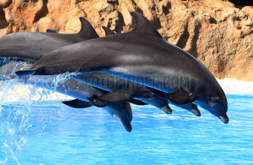 Puerto de la Cruz  Spanien  Delfine zeigen im Loro Park ihre Kunststuecke