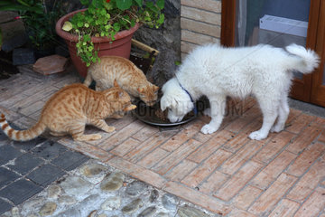 Torre Alfina  Italien  Hund und Katzen fressen aus einem Napf