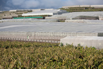 Puerto Naos  Spanien  Bananenplantagen mit Gewaechshaeusern