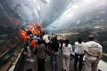 Dubai  Vereinigte Arabische Emirate  Besucher im Tunnel des Dubai Aquarium