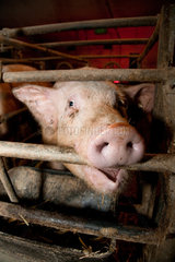 Riedlingen  Deutschland  Schwein im Stall