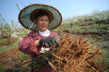 CHINA-CHUNFEN-FARM WORK(CN)