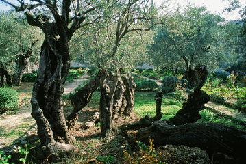Oelbaeume im Garten Gethsemane