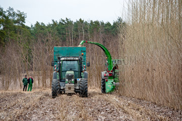 Luckau  Deutschland  Bauern bei der Ernte einer Pappelplantage