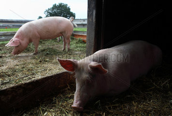 Prangendorf  Deutschland  Biofleischproduktion  Hausschwein liegt im Stall