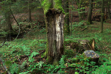 Tabarz  Deutschland  der Naturpark Thueringer Wald