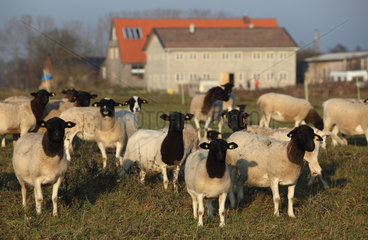 Neu Kaetwin  Deutschland  eine Herde Dorperschafe auf einer Weide
