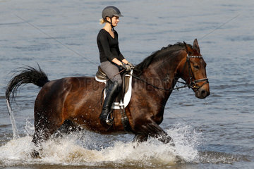 Graditz  Deutschland  Reiterin trabt mit ihrem Pferd durch die Elbe