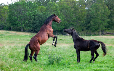Kalmar  Schweden  Pferde kaempfen miteinander