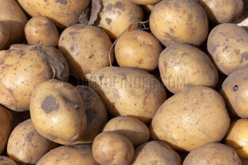 Ruehstaedt  Deutschland  Kartoffeln der Sorte Solana
