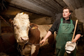 Riedlingen  Deutschland  ein Bauer mit seiner Kuh im Stall