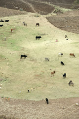 Zala Zembaba  Aethiopien  Tiere auf der Weide