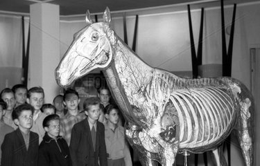 Dresden  DDR  Schulklasse schaut sich das Glaeserne Pferd im Deutschen Hygiene-Museum an