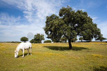 Spanien  Pferd auf einer Weide