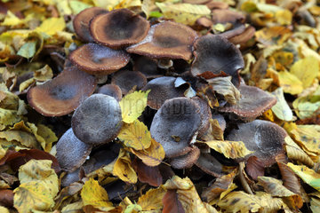 Trendelburg  Deutschland  Pilze im Herbstlaub