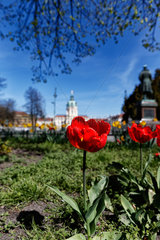 Berlin  Deutschland  Tulpen auf der Mittelpromenade der Schlossstrasse