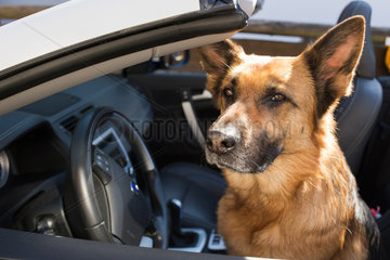 Oberstdorf  Deutschland  ein Schaeferhund sitzt in einem Cabrio