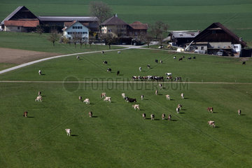 Zug  Schweiz  Bauernhof und Kuehe auf einer Weide