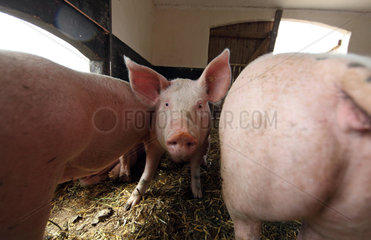 Prangendorf  Deutschland  Biofleischproduktion  Hausschwein im Portrait
