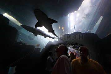 Dubai  Vereinigte Arabische Emirate  Besucher im Tunnel des Dubai Aquarium