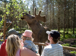 Ed  Schweden  Touristen auf der Elchfarm Dalslands Moose Ranch