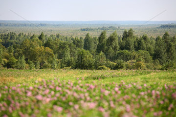 Birzy  Weissrussland  Landschaft mit Baeumen und Feldern