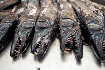 Funchal  Portugal  Fischverkauf auf Madeira  hier Barrakudas