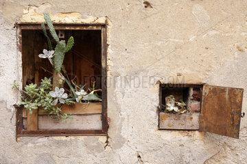 Genua  Italien  Kaktus waechst in einer Wandnische