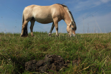 Neu Kaetwin  Deutschland  Pferdeaepfel auf einer Weide  dahinter ein Fjordpferd beim Grasen