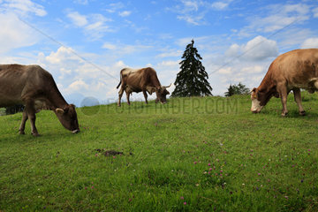Schwangau  Deutschland  Rinder grasen auf einer Weide im Allgaeu
