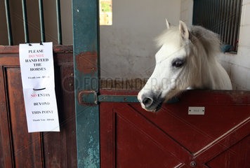 Dubai  Vereinigte Arabische Emirate  ein Pony schaut aus seiner Box heraus