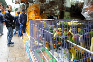 Hong Kong  China  Rosenkoepfchen werden auf dem Bird Market zum Verkauf angeboten
