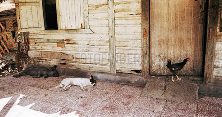 Santiago de Cuba  Kuba  Hund und Schwein halten Siesta