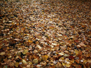Berlin  Deutschland  Laubblaetter bedecken im Herbst den Boden