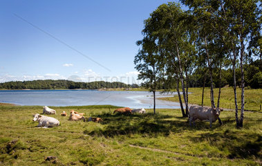 Skaerhamn  Schweden  Kuehe liegen auf einer Wiese am See