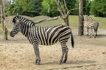 Breslau  Polen  Chapman-Zebras im Zoo Wroclaw