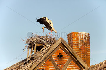Ruehstaedt  Deutschland  ein Storch in seinem Nest auf einem Dachfirst