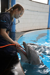 Nuernberg  Deutschland  Tierpflegerin gibt einem Delfin Wasser zum Trinken
